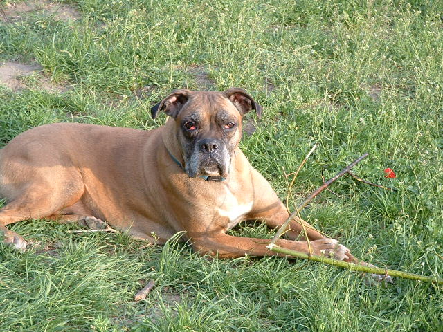 Ach Ci ludzie i moje pieskie zycie!